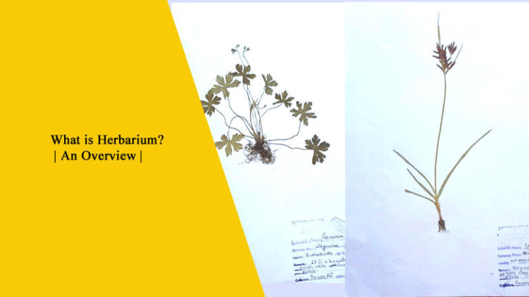 What is Herbarium?